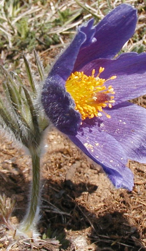 une zolie fleur, une anmone blanda photographie sur les prairies calcaires du haut de Givry.